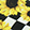 Canvas Vans Asher Checkerboard Sunflower, Black/White/Yellow, swatch