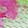  PUMA SoftRide Rift Bleach, Multi-Color/Pink, swatch