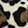  MIA Cozi, Leopard, swatch