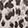  adidas Mini Cresent Crossbody, Leopard, swatch
