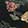  Vans Ward Garden Floral, Black/Multi-Color, swatch