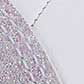  PUMA Juna Bow, White/Purple, swatch