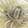  Silver Slipper Oleander, Gold, swatch
