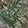  XtraTuf 6" Wheelhouse Deck Realtree EDGE, Green Camo, swatch