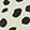  Vans Asher Dots, Off-White/Black, swatch