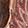 Bronze/Rose Gold/Brown