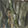  joybees Grove Clog Mossy, Green Camo, swatch