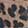  Daisy Fuentes Leopard-Print Bifold Midi Wallet, Leopard, swatch