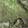 Green Camo