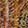 Cozy Shoes Rocket Dog Arctic Muppet, Multi-Color/Brown, swatch