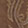  Canyon Trails Cowboy, Tan, swatch