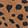  TOMS Kelsey, Cheetah, swatch