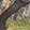  K-Swiss Tubes 200, Green Camo, swatch