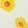  Aloha Island Daisy, White/Yellow, swatch