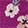Girls' Socks Infant's Capelli Floral Non-Slip Crew 10 for $10, Multi-Color, swatch