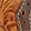 New Arrivals Justin Starlina 11" Gypsy, Tan, swatch