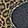 Black/Leopard